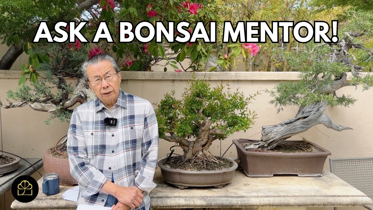 Ask a Bonsai Mentor! Where to Find Pre-Bonsai Material, Fertilizing Advice, When to Prune & Repot?