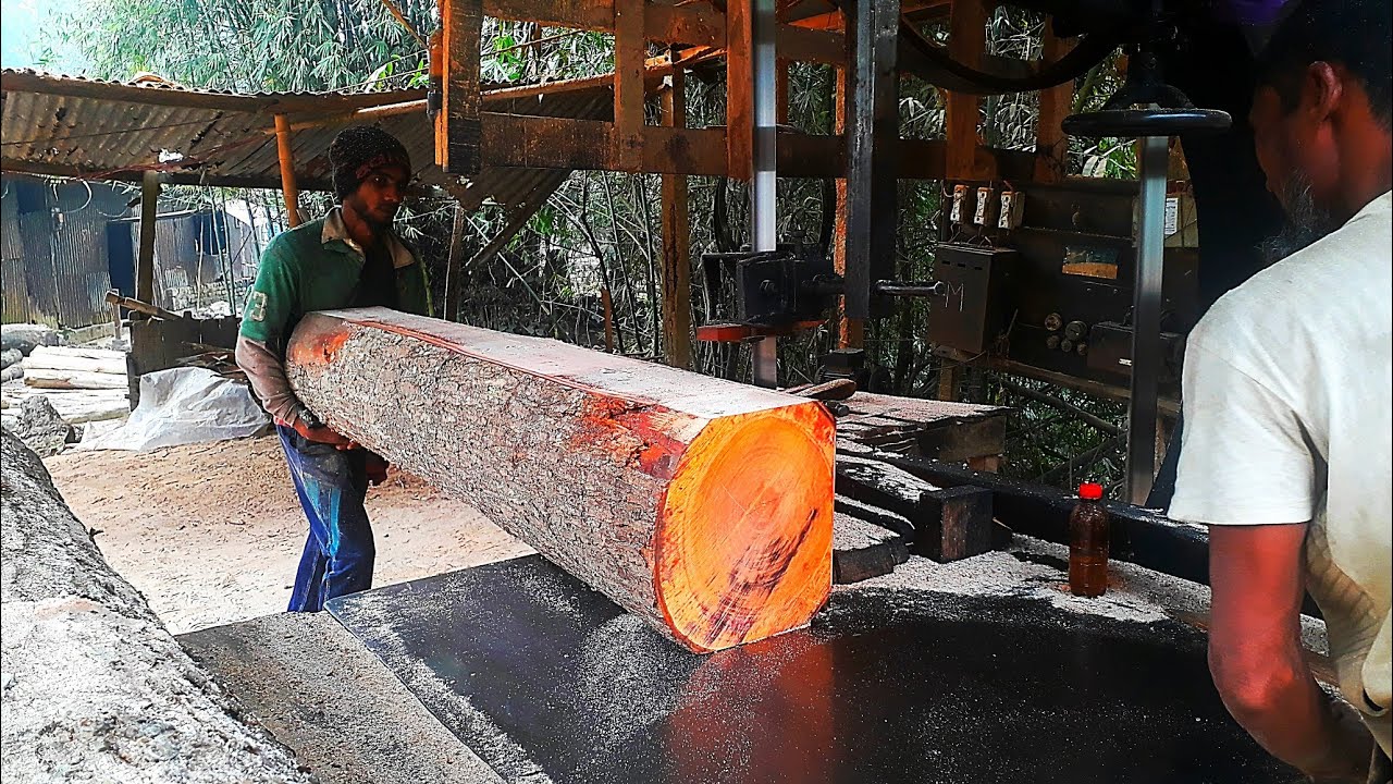 Scene of cutting a tree with a saw.. স'মিলে গাছ কাটার দৃশ্য।।