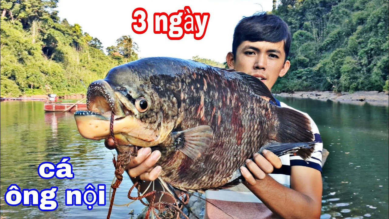 Bắt Con CÁ ÔNG NỘI | 3 Ngày Săn Tìm Cá Rừng Gác Bếp