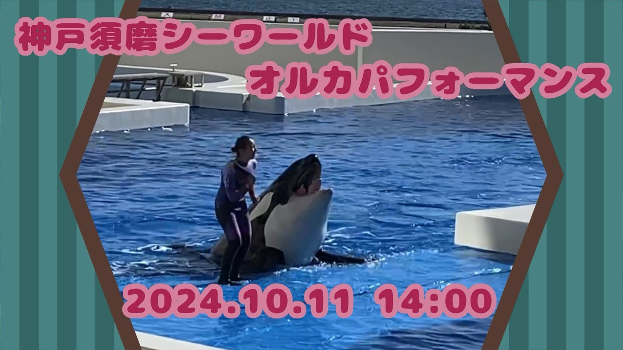 神戸須磨シーワールド　オルカパフォーマンス　2024.10.11 