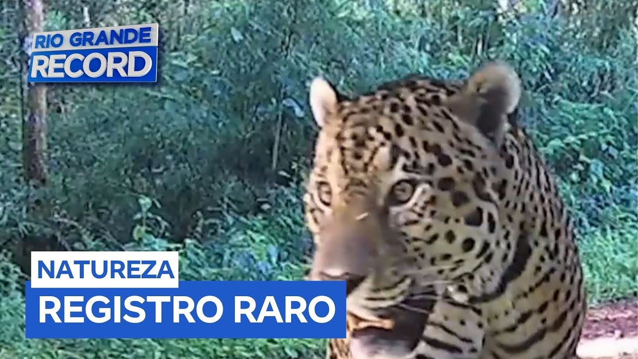 Última onça-pintada registrada no Rio Grande do Sul é flagrada em parque estadual