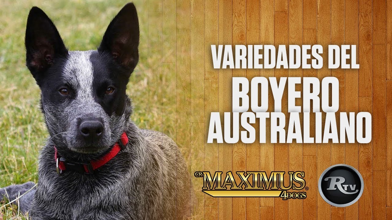✅🐕 Pastor Ganadero Australiano Características | Rysol TV