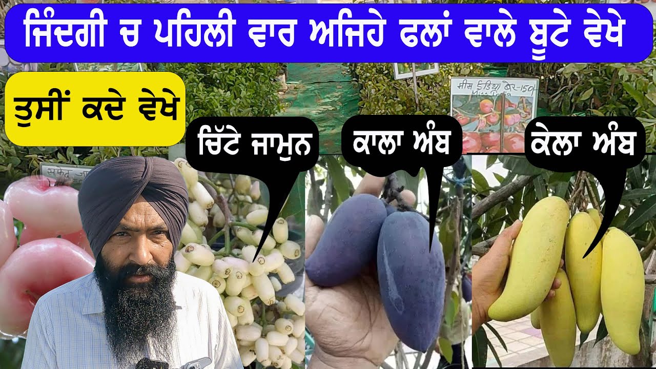 ਆ ਵਾਲੇ ਫਲਾਂ ਦੇ ਬੂਟੇ ਮੈਂ ਤਾ ਜਿੰਦਗੀ ਵਿੱਚ ਪਹਿਲੀ ਵਾਰ ਵੇਖੇ ਤੁਹਾਡਾ ਪਤਾ ਨਹੀਂ || fruit plant nursery