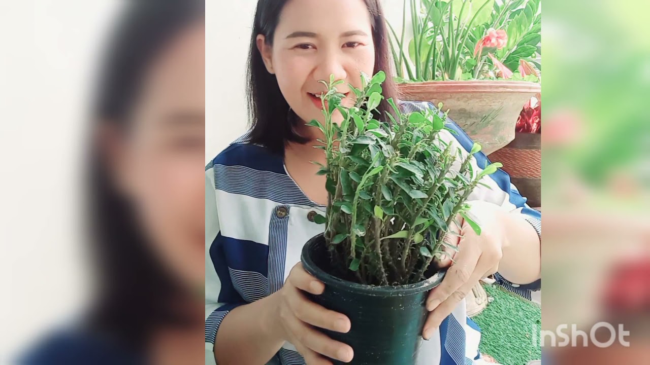 แม่อ้อยเอง EP2: ปลูกโป๊ยเซียนให้ได้พุ่มสวย
