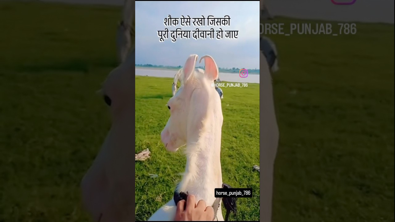 ❤️🔥Nukra colt#horse #viral #horseriding #animals #horsefarm #shortsfeed #shorts#horse racing