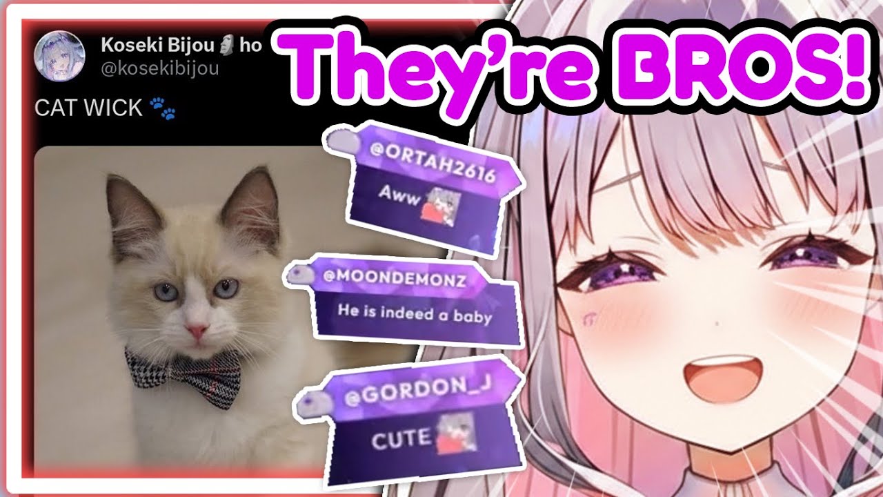 Biboo Explains How Her New Cats Are Getting Along and it's VERY CUTE