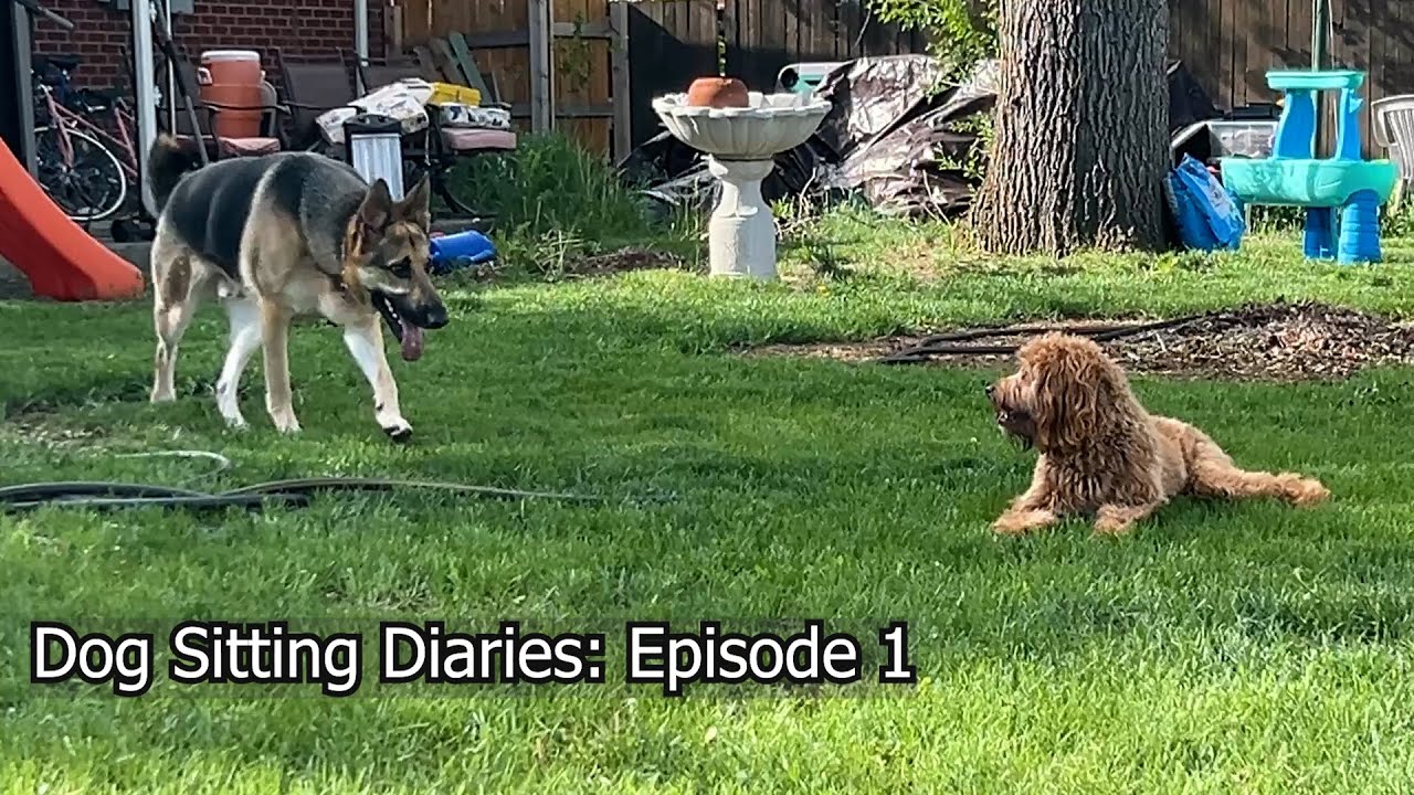 Dog Sitting Diaries: Settling In with Obi & Niko
