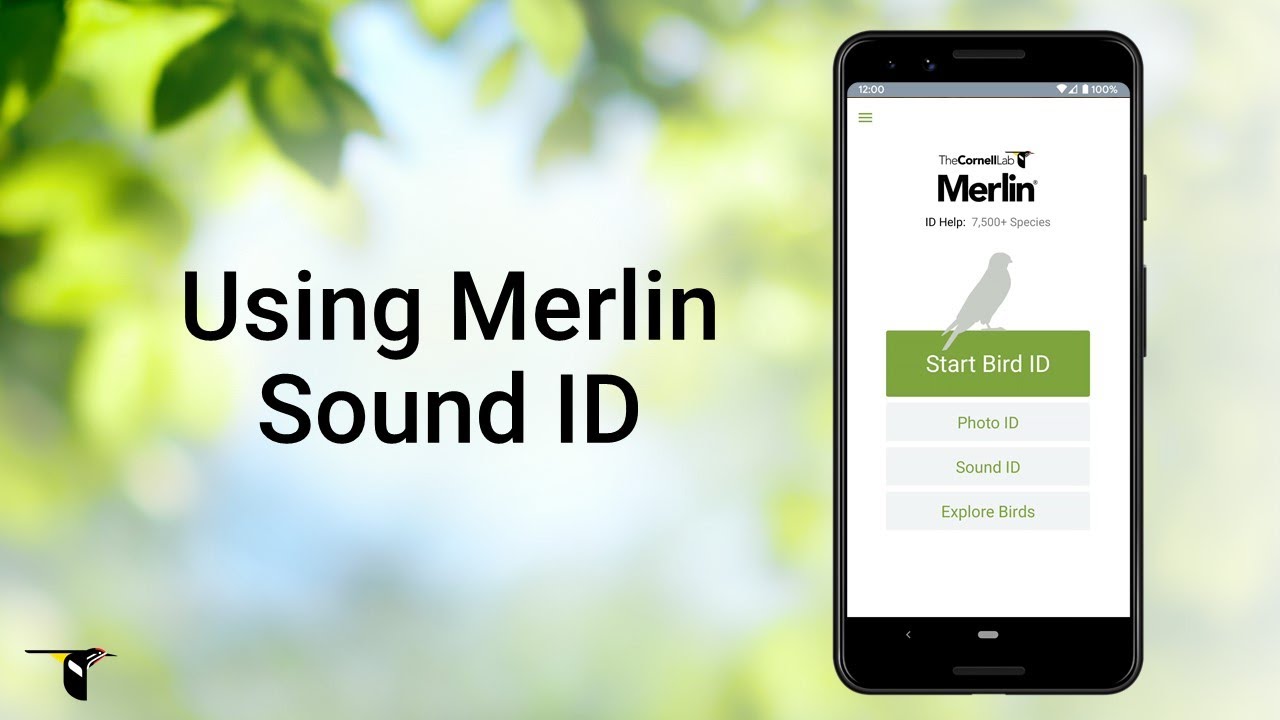 Learn how to use Merlin Sound ID