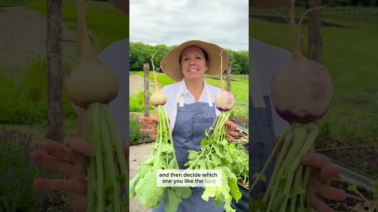 Rutabaga vs Purple Top Turnip | Difference Between These Old-Fashioned Heirloom Root Veggies