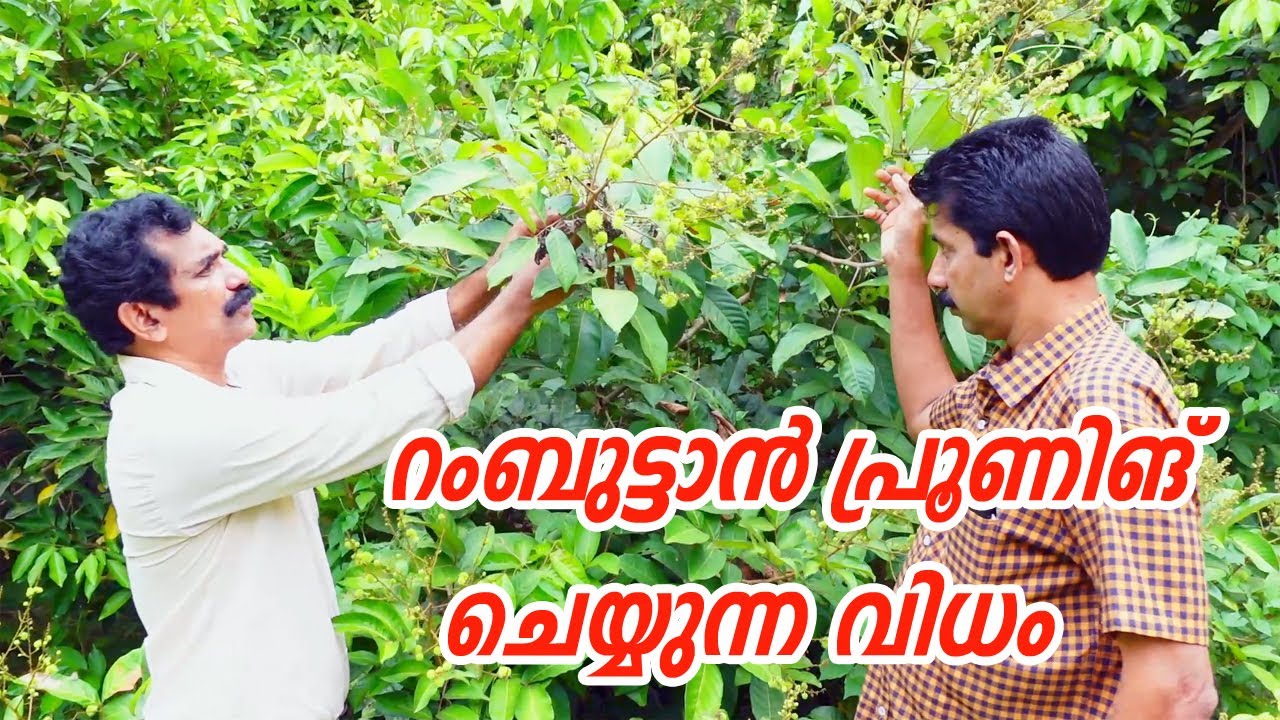 റംബുട്ടാൻ ചെടിയുടെ പ്രൂണിങ്  കൊമ്പുകോതൽ എങ്ങനെ എപ്പോൾ ചെയ്യണം Rambutan Pruning Malayalam KirshiLokam