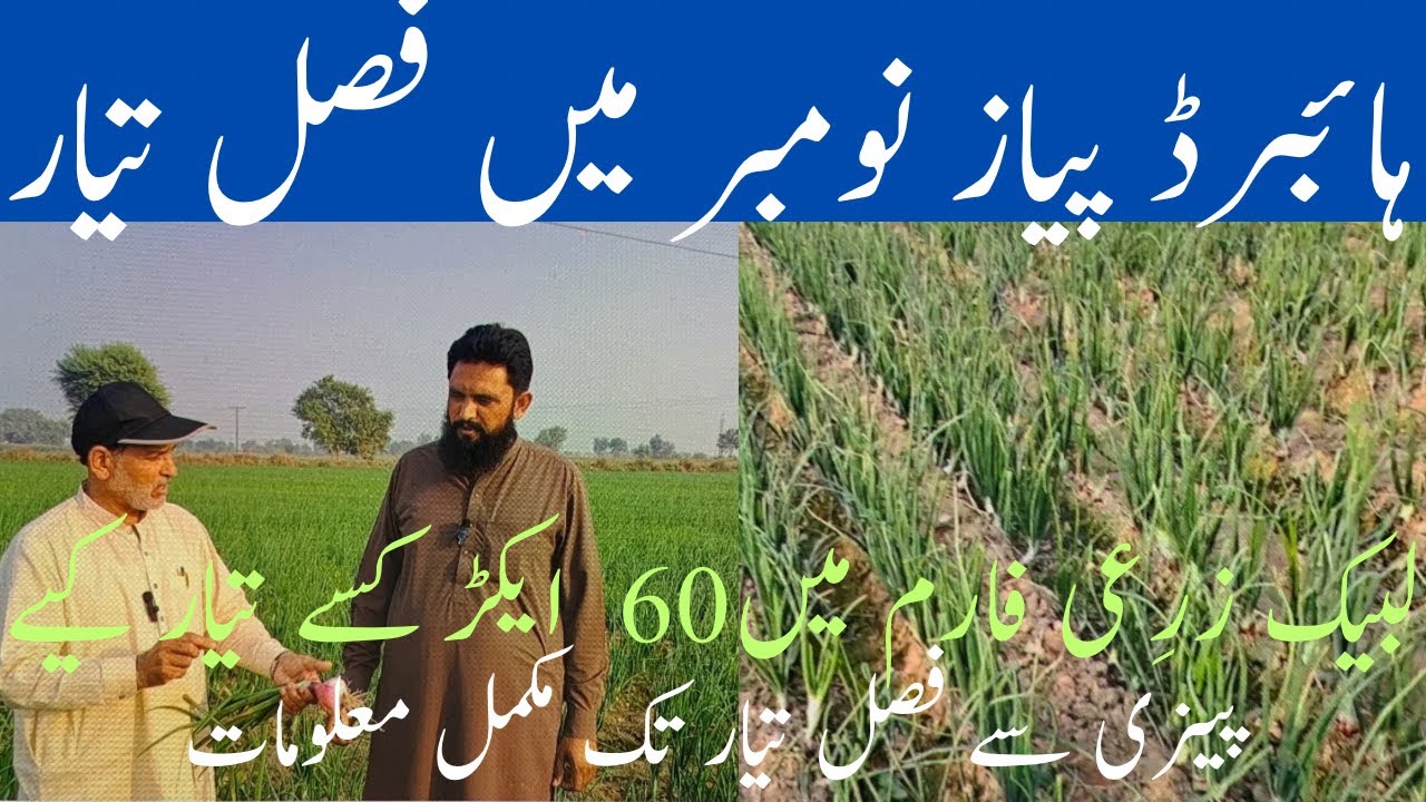 Winter onion farming | penri say fasal tyar tak mukmal mulmat | benefit onion farming in Punjab