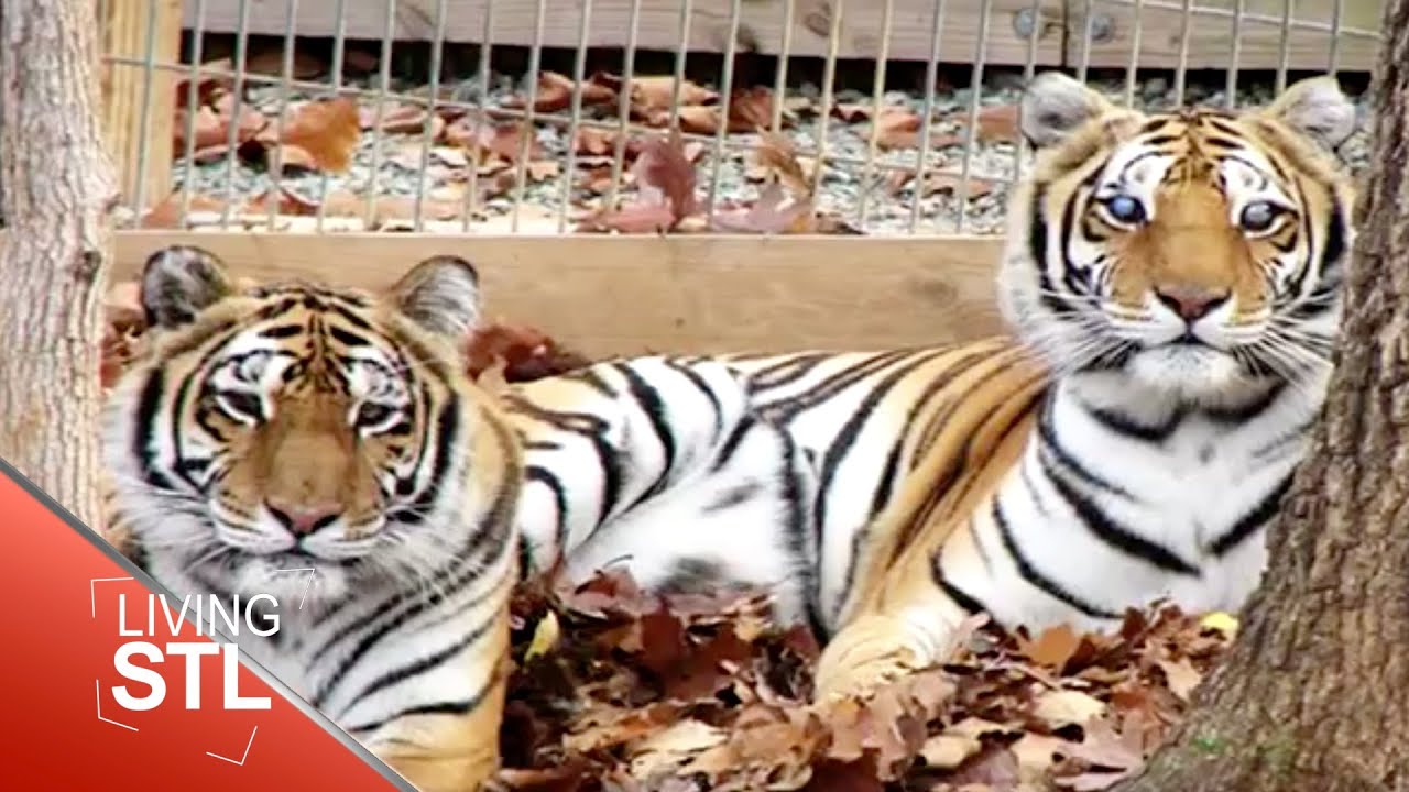 Tiger Sanctuary in Ste. Genevieve | Living St. Louis