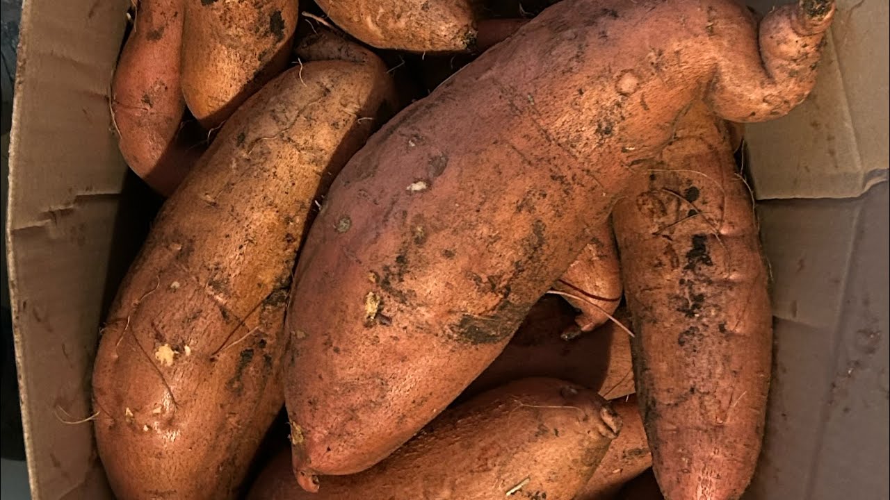 Sweet Potato Fall Harvest 2025