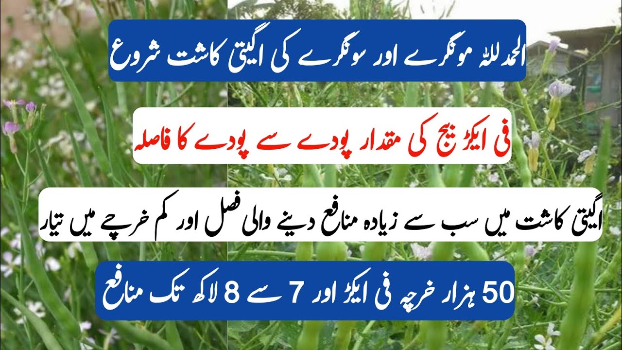 Mongray ki ageti kashat /الحمدللہ مونگرے اور سونگرے کی اگیتی کاشت شروع ہوگی