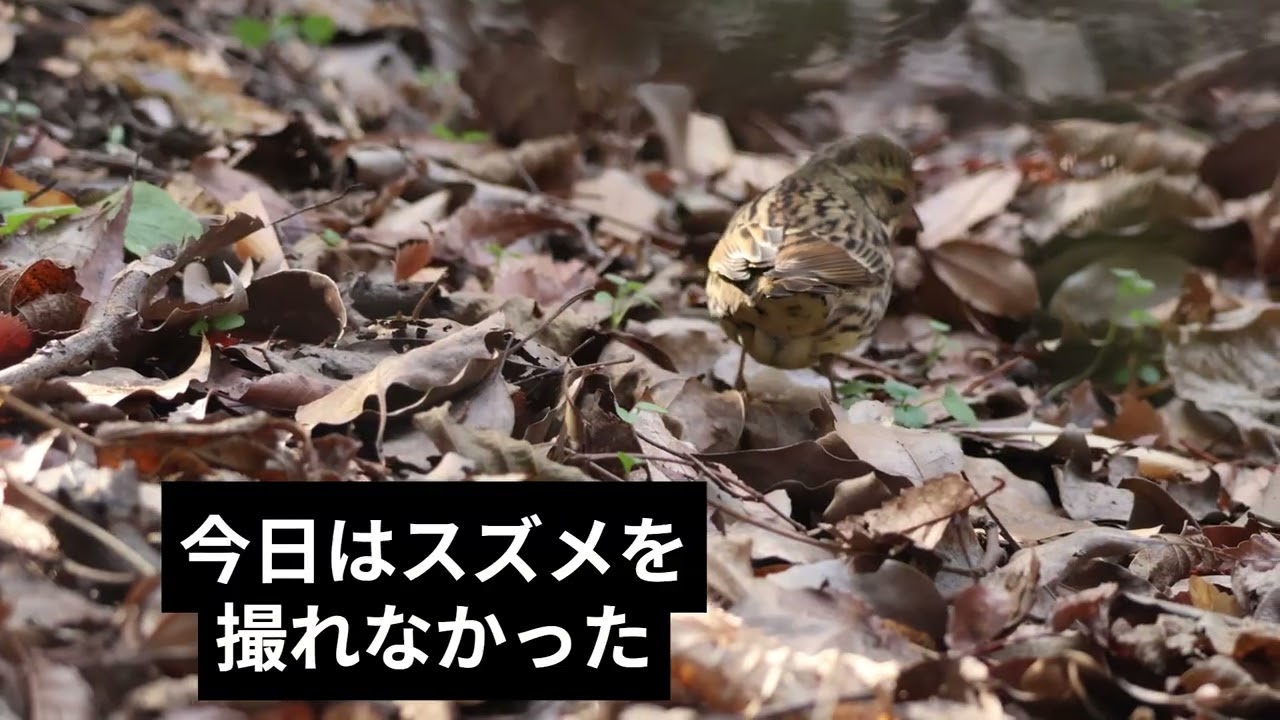 今日の鳥さんぽ 2602 スズメ、アオジ、メジロ