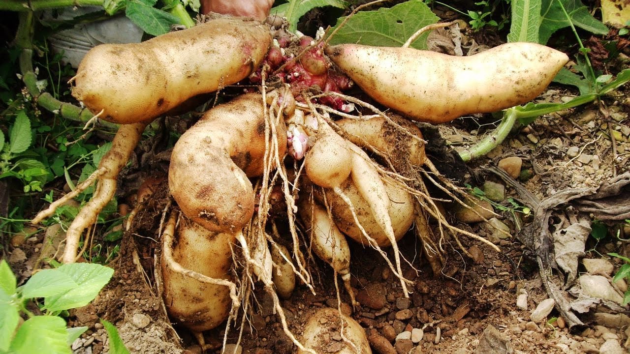 What's Yacon? Should You Cook With It?