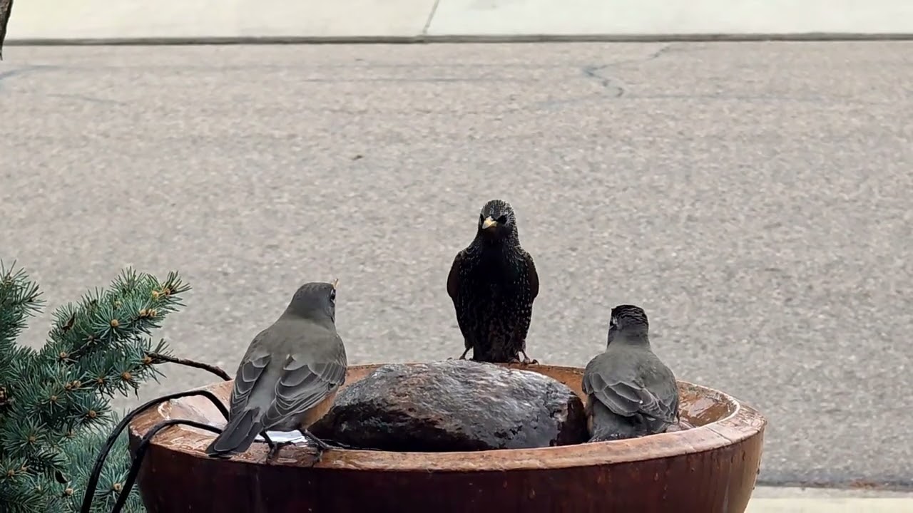 Some Birds Don't Share