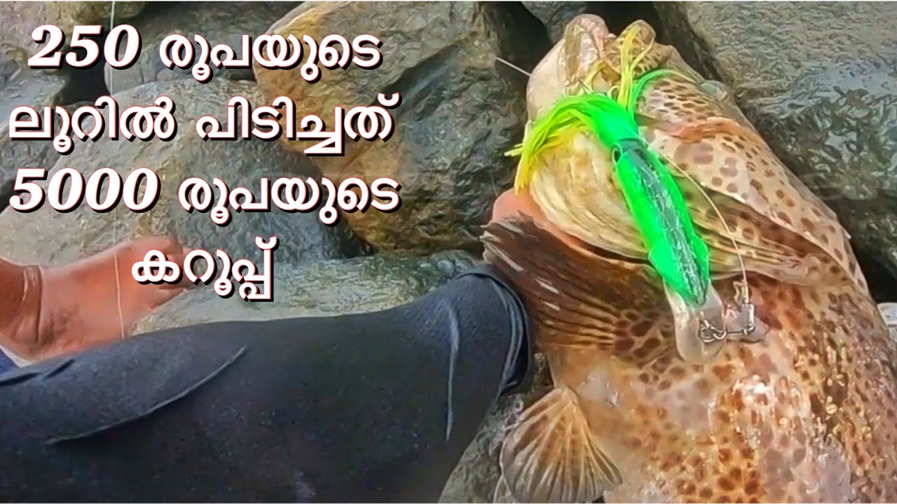 10 കിലോ കറൂപ്പ് | 3 കറൂപ്പ് | caught a monster grouper from Kerala Harbour | Kerala fishing