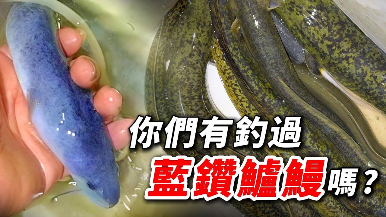 釣魚系列｜力拼藍鑽鱸鰻！冒雨重回當年老菜園，鱸鰻、白鰻、鯰魚通通有！