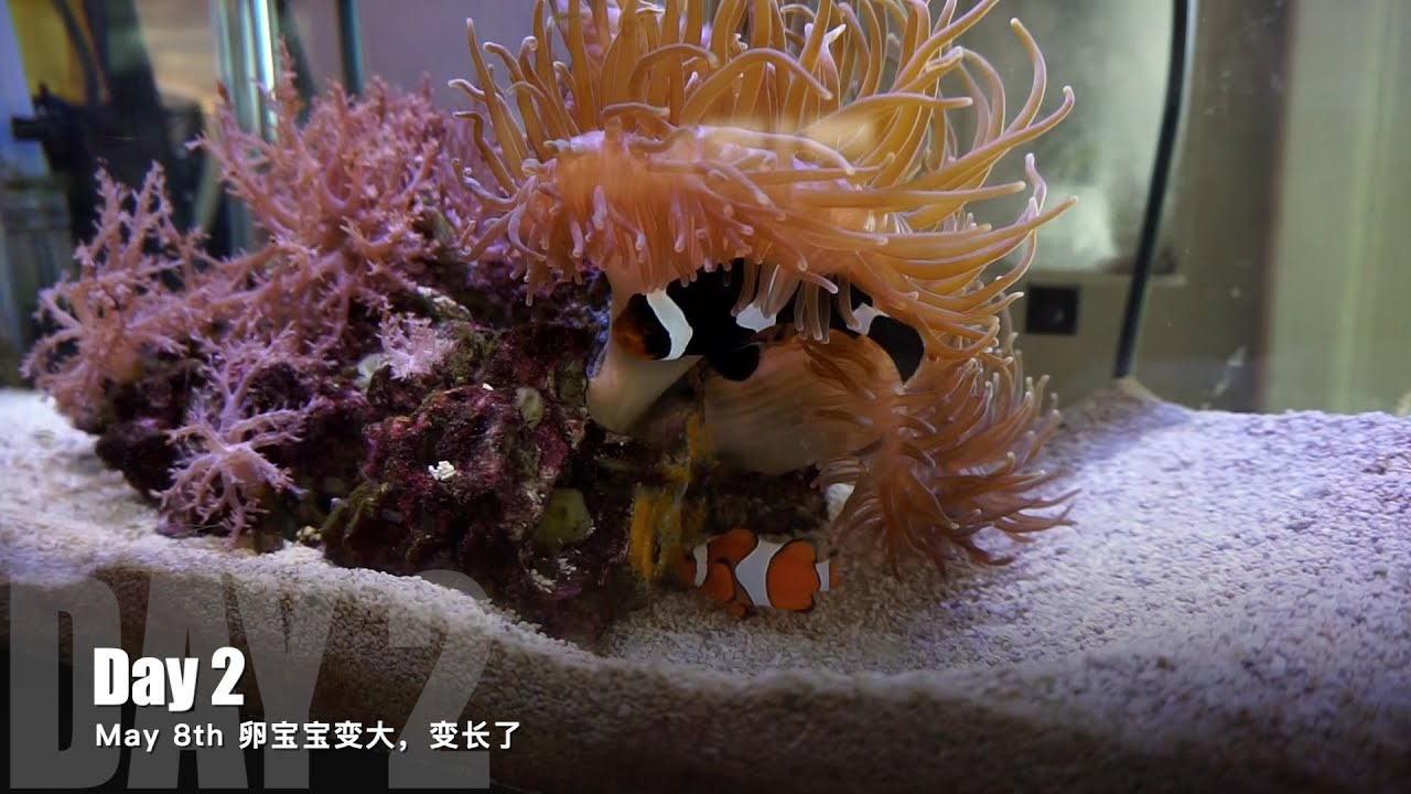 【小丑鱼生宝宝了】｜  从第1天到第9天卵宝宝的变化 ｜ 小丑鱼产卵，繁殖 ｜Clownfish (Nemo) Eggs changes from day 1 to day 9