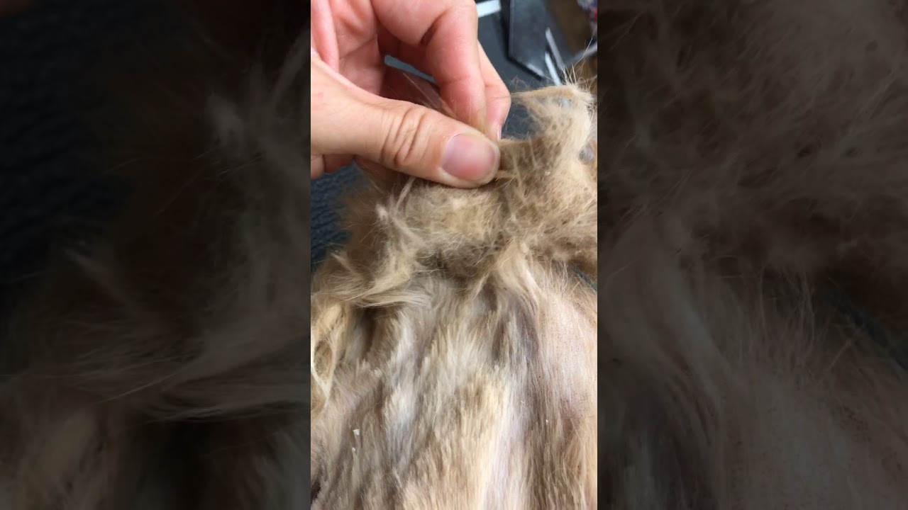 серьезно спутанная кошка