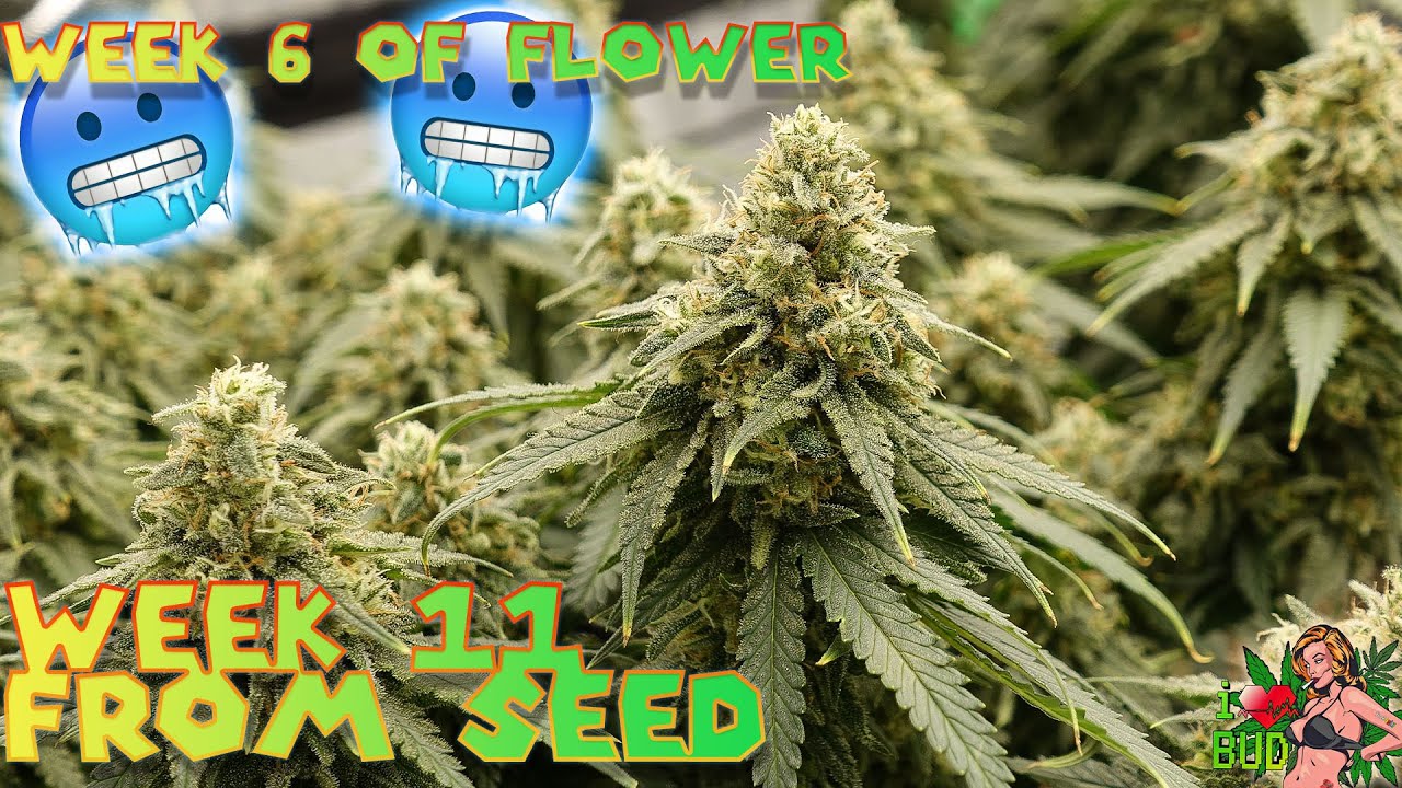 BASEBALL SIZE BUD FROSTY WEEK 6 FLOWER - HUGE ILGM SWEET MIX WEEK 9 AUTOFLOWERS 4X4 &2X4 GROW VLOG