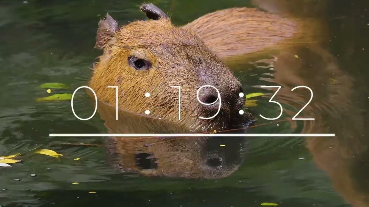 4 minute CAPYBARA countdown timer