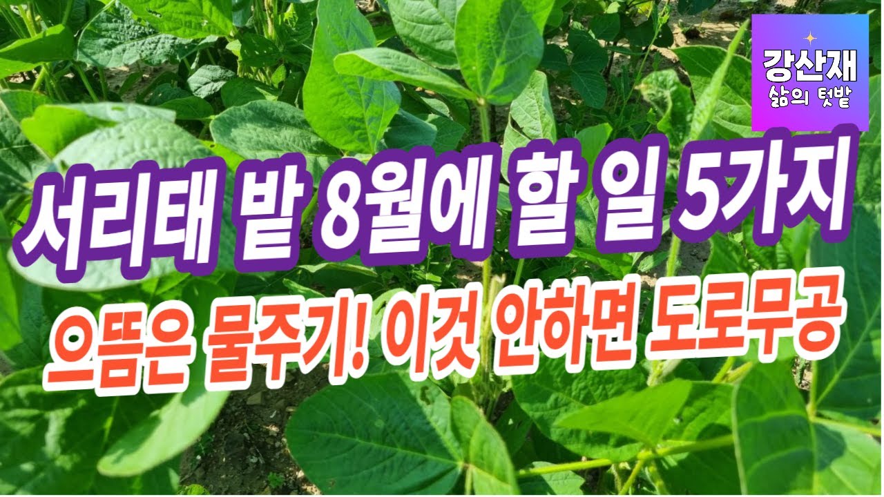 [텃밭] 서리태콩밭 8월에 할 일 5가지 입니다.