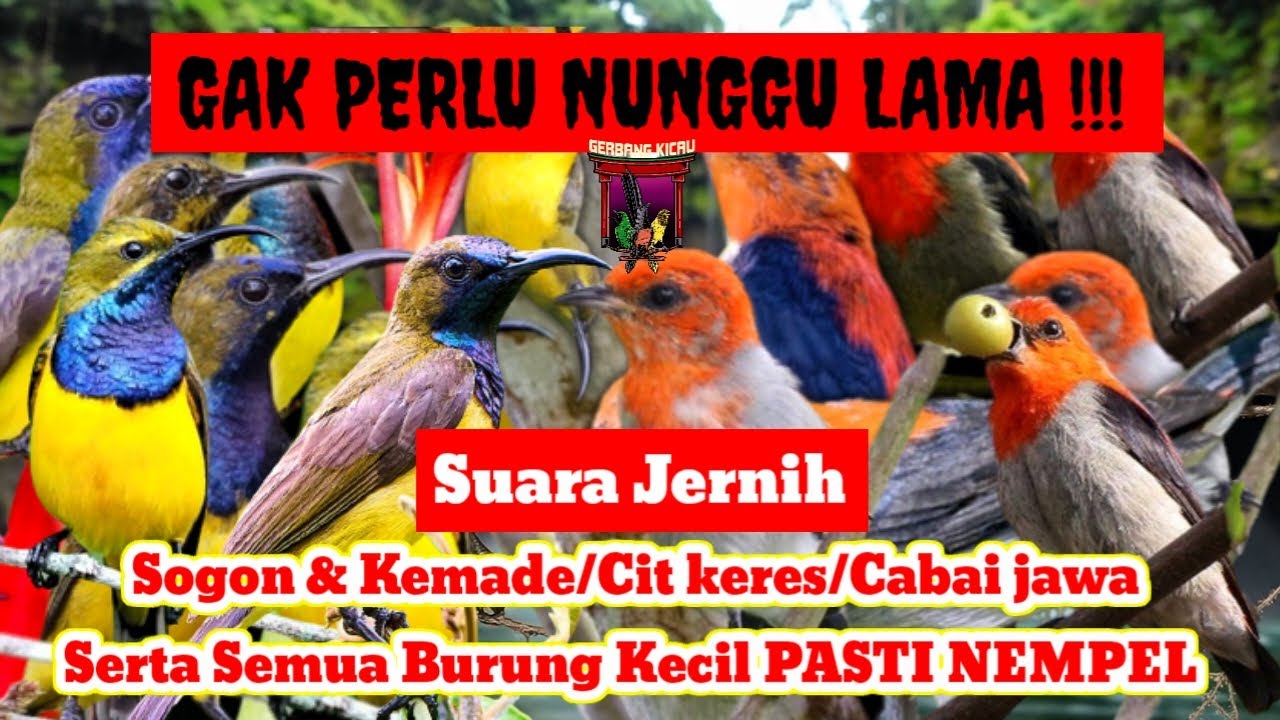 SUARA PIKAT BURUNG KECIL TERBUKTI AMPUH‼️KOMBINASI SUARA SOGON RIBUT DAN KEMADE RIBUT 