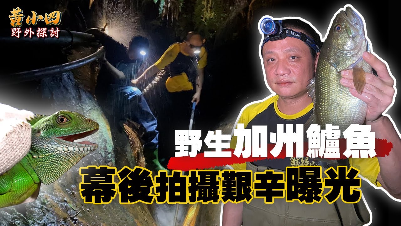 外來種系列｜比臉大野生加州鱸魚、兇猛綠水龍，皆在新北市。最危險的一次拍攝！