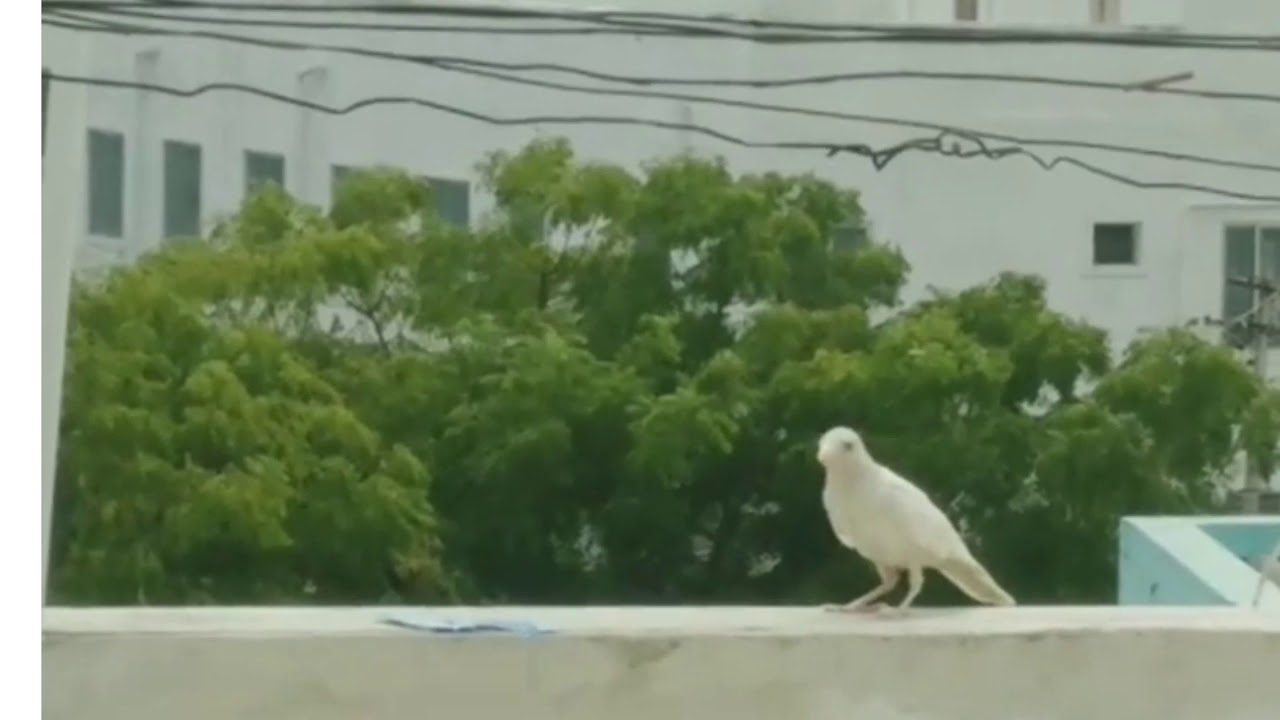 White Crow in Chennai ☺️☺️☺️😎😎😎