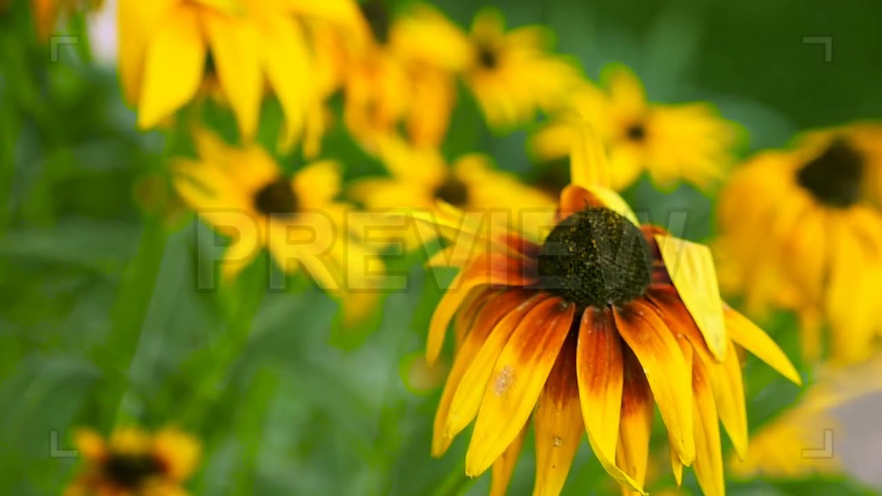 Bees Pollenating Stock Video