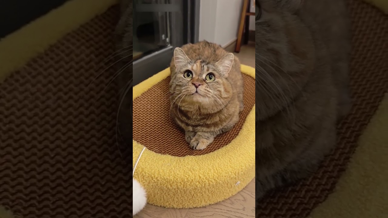 A clingy and talkative little kitten #meow #ねこ #고양이 #貓 #miau #katze #gato #Кошка #Kedi #asmr