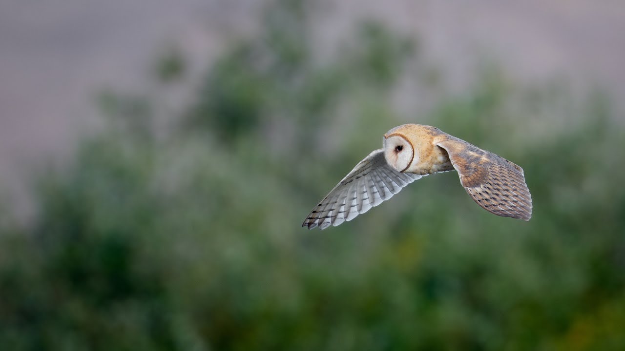 Хотел купить Barn Owl… а получил вот это (Sony a1ii + 300 GM с телеконвертером 1.4x)