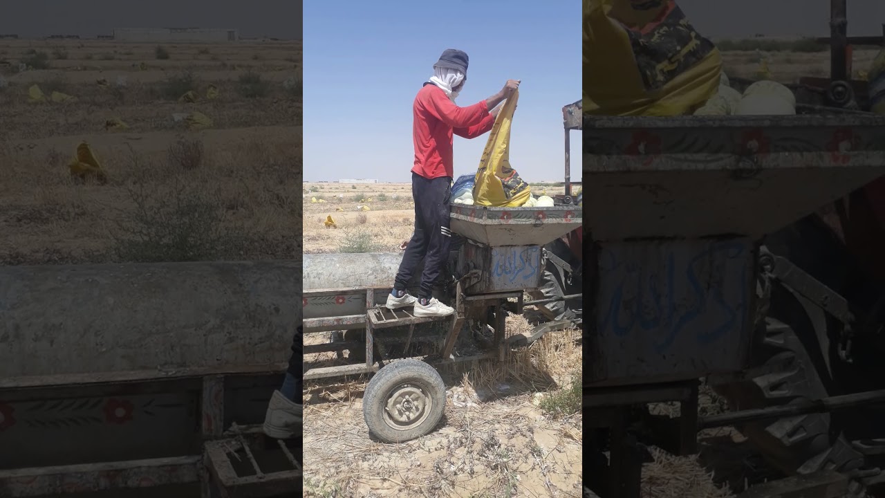 الوادي الجديد الفرافرة حصاد اللب السوبر وكسارة اللب