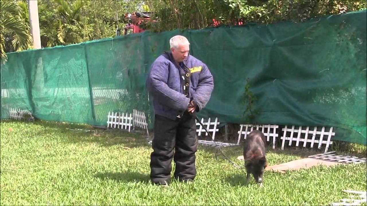 fear biting aggressive border collie
