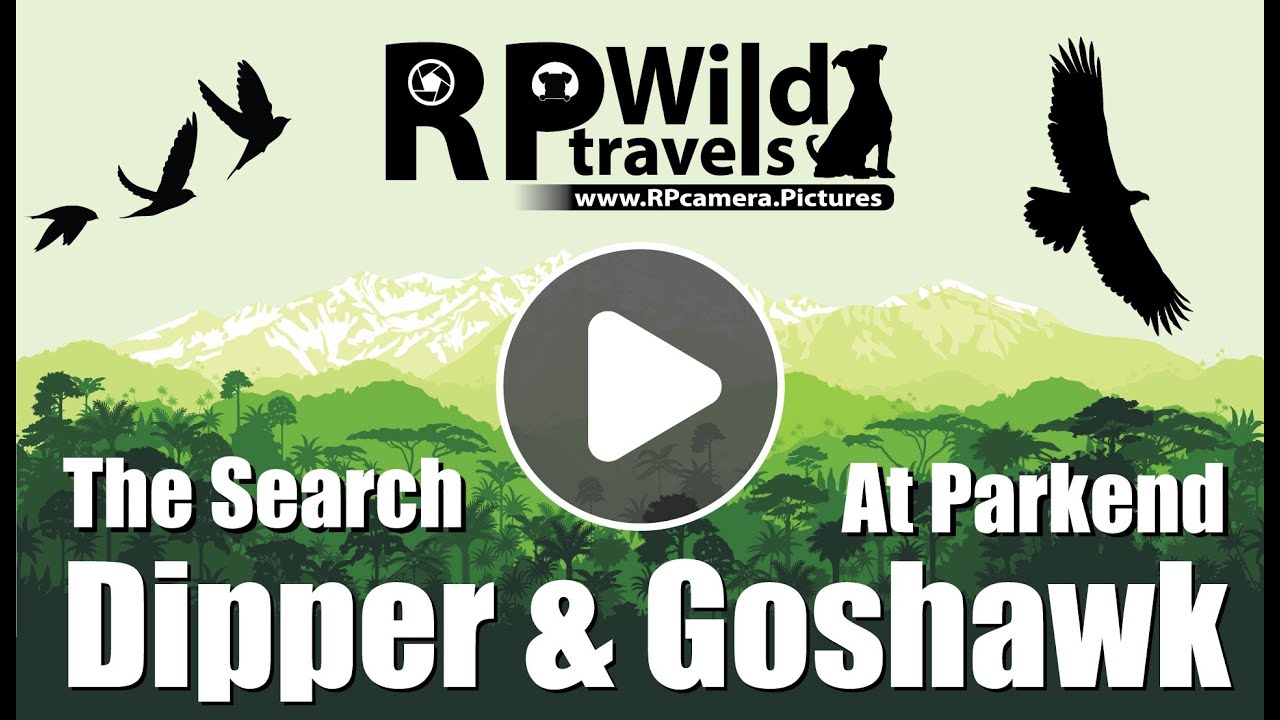 Parkend - Search for Goshawk and Dippers