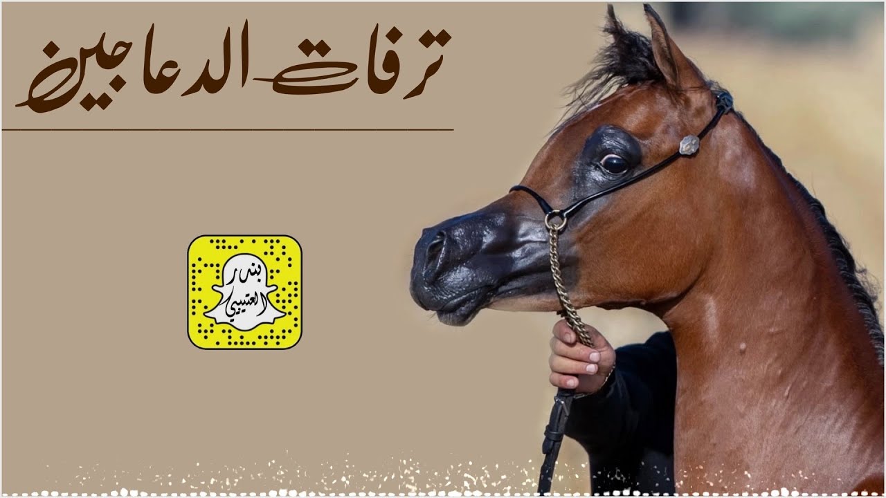 ترفات الدعاجين كلمات رواسي الهيلا اداء ماجد الرحيمي 2025 حصرياً