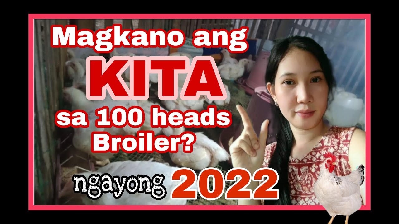Magkano ang KITA sa  Pag aalaga ng 100 heads Broiler? Puhunan, gastos at KITA