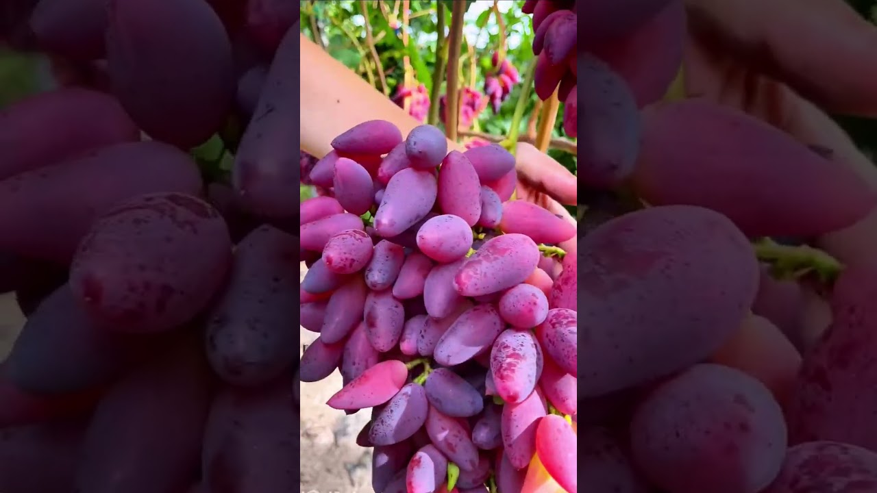 farm harvest 2024 👩🏻&zwj;🌾👍🏻🍇 You are always welcome here #omg #new #hot #top #garden #fruit