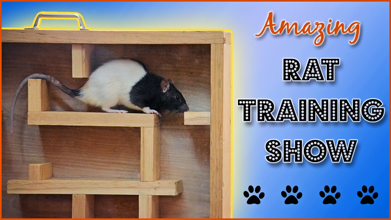 Amazing Rat Training Show!