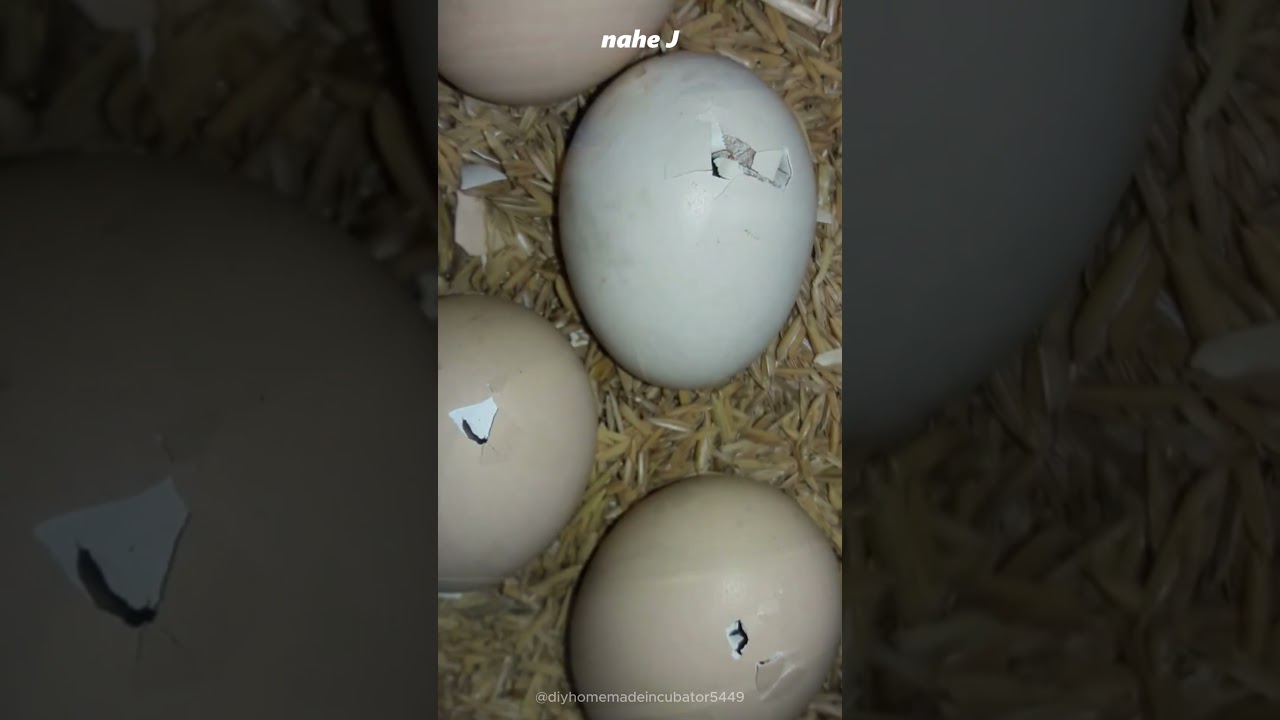 Don't Help Chicks to Hatch #chicken #animals #shorts