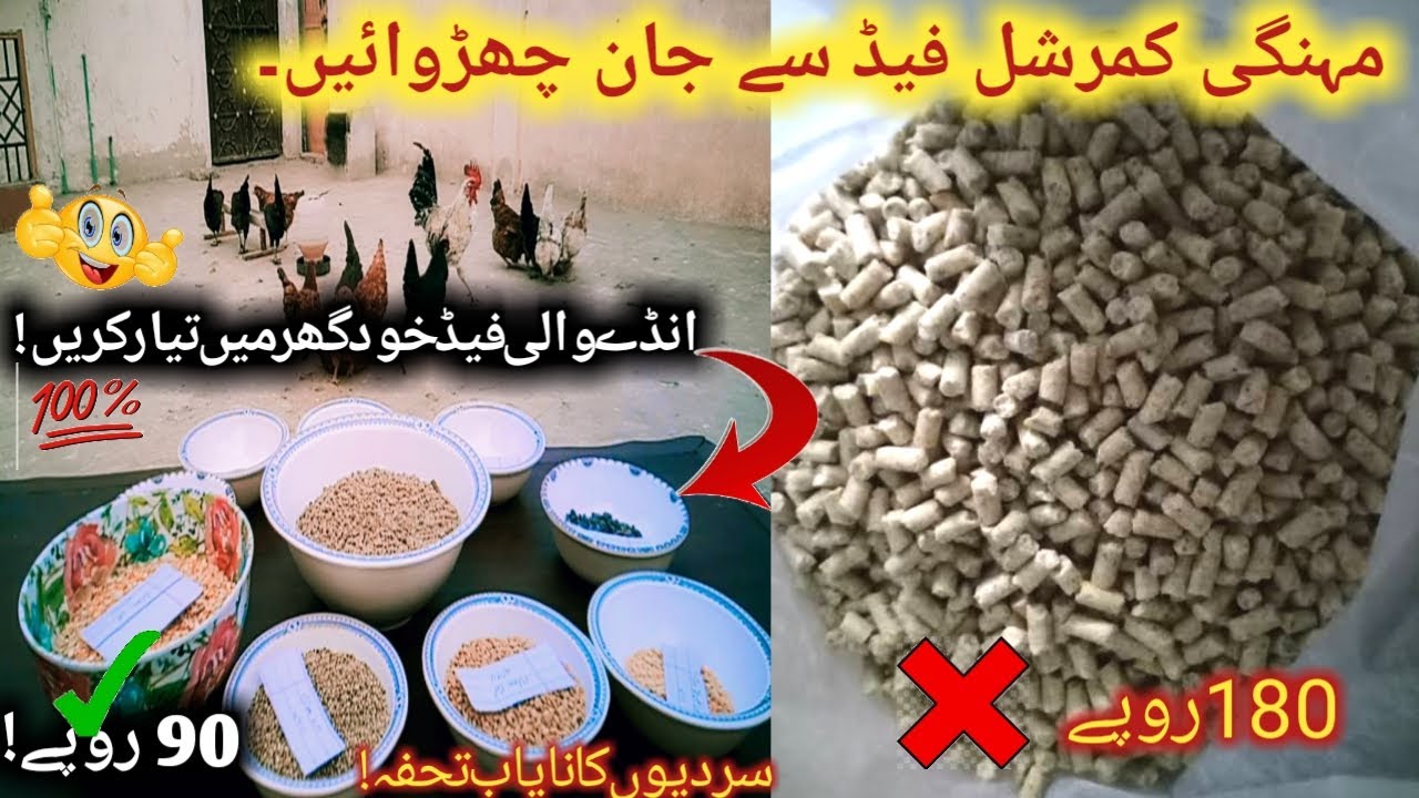 Homemade Egg Laying Feed Formula | Murghio ki sasti feed ghar par tayar karain.