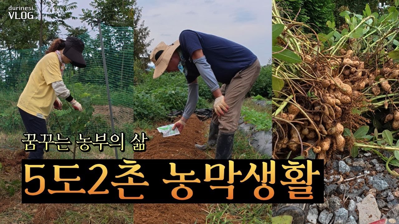 김장배추에 복합비료주기/산딸기나무 옮겨심기/땅콩캐기