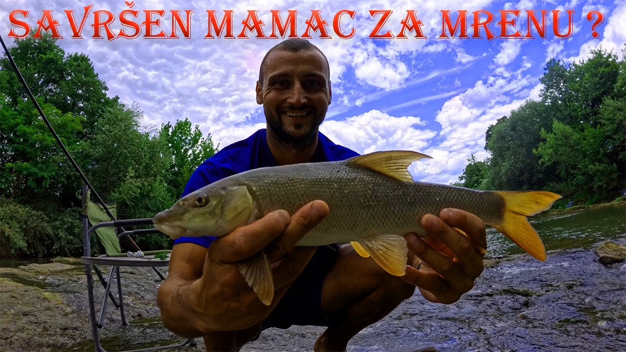 Savršen mamac za Mrenu! | Plovak Bolonjez Sistem.