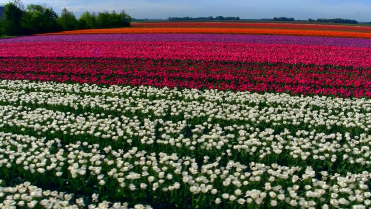 Distese di tulipani