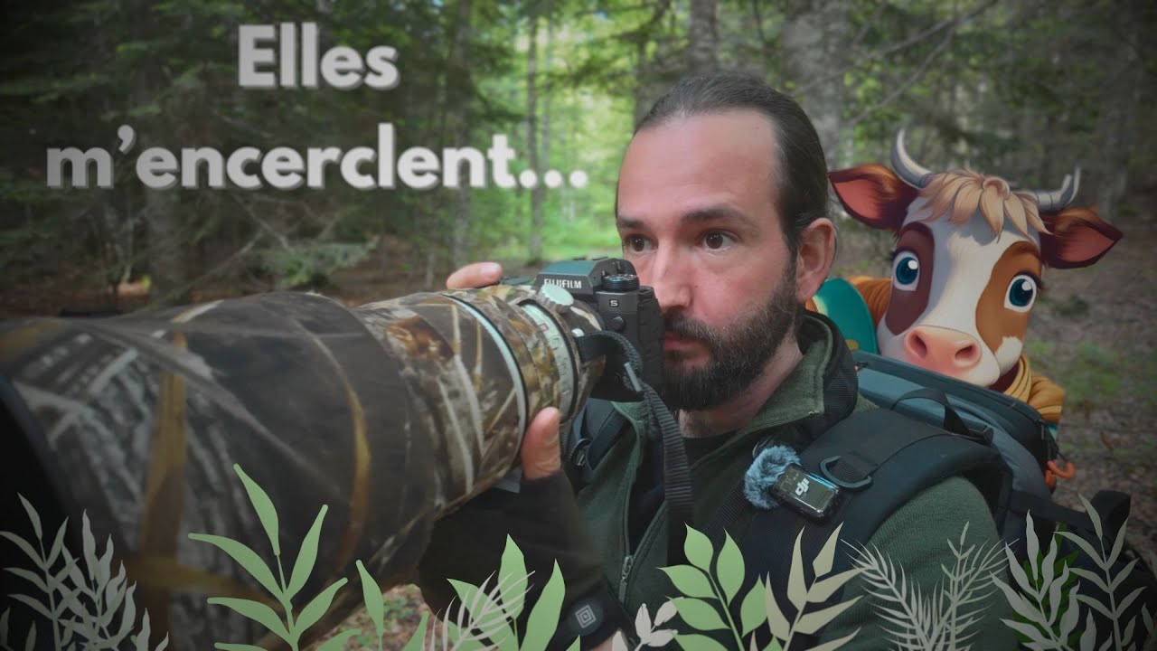 Encercl&eacute; lors d'un aff&ucirc;t - Photogaphie animali&egrave;re