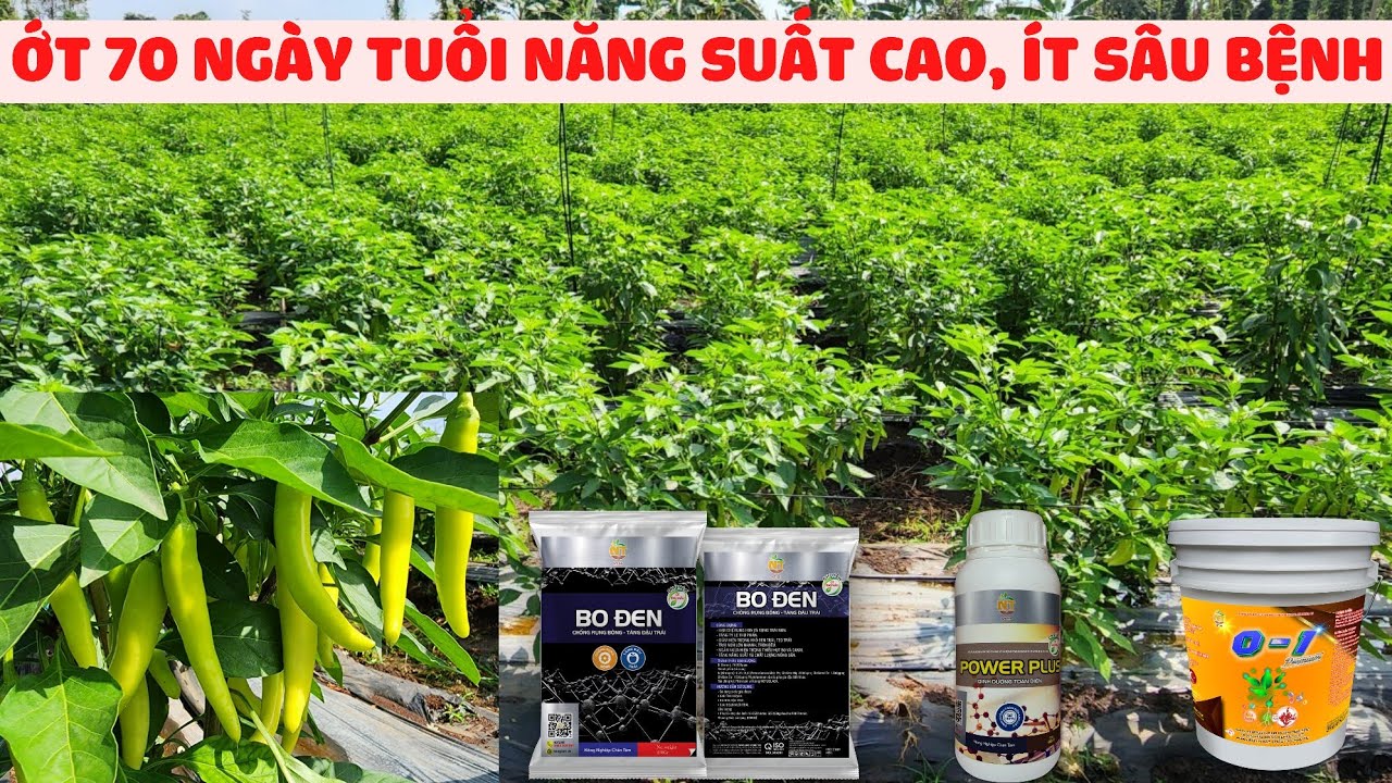 Quy Tr&igrave;nh Chăm S&oacute;c Ớt Sừng 70 Ng&agrave;y: Năng Suất Cao, &Iacute;t S&acirc;u Bệnh | Thuốc Bọ Trĩ, Dưỡng B&ocirc;ng Ớt