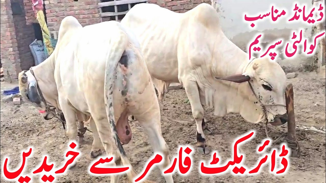 Cholistani Nukre Bachre Qurbani 2026 Near Multan Cow Mandi || Global Village Farming