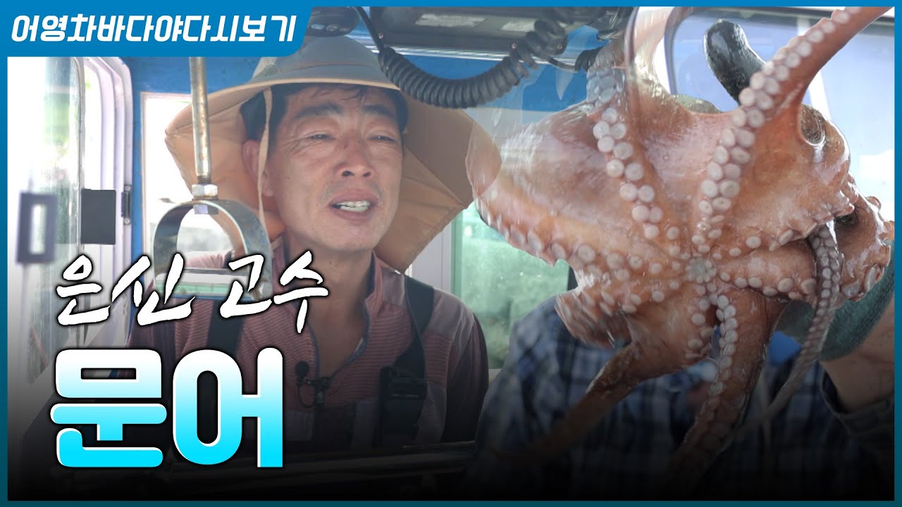 바다 속 은신 고수, 겨울에 더 맛있는 그 녀석! 문어 #문어 #바다 #해산물